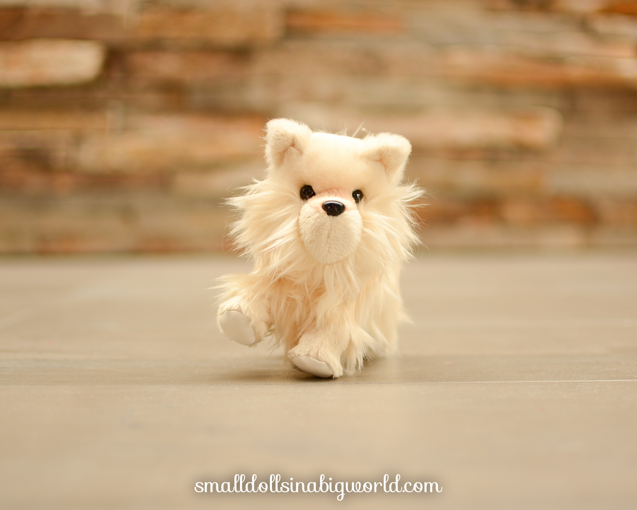 Pomeranianpuppyreview-3