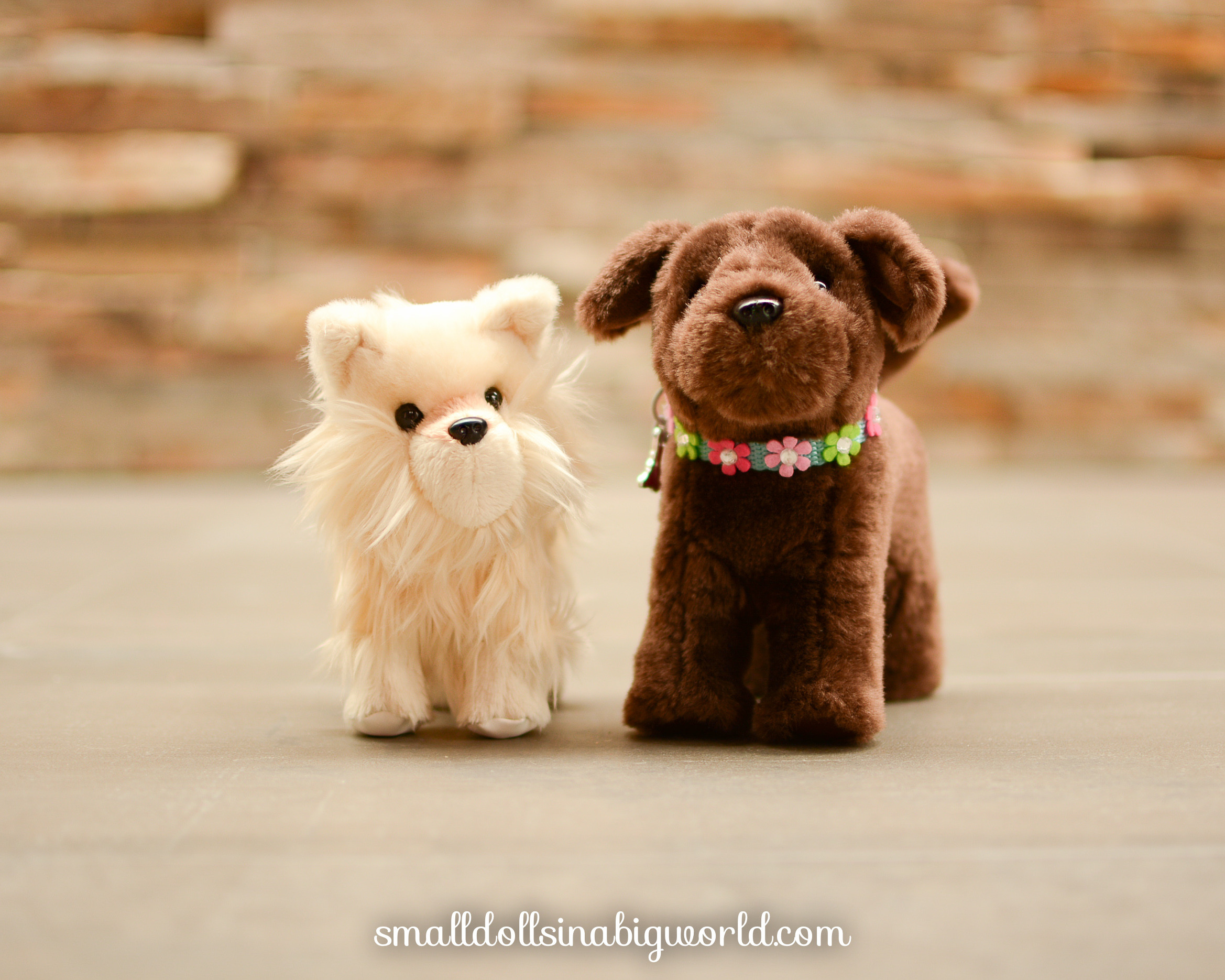 Pomeranianpuppyreview-5