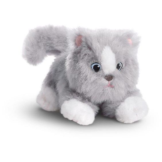 kitten